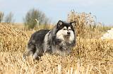 CHIEN FINNOIS DE LAPONIE 222